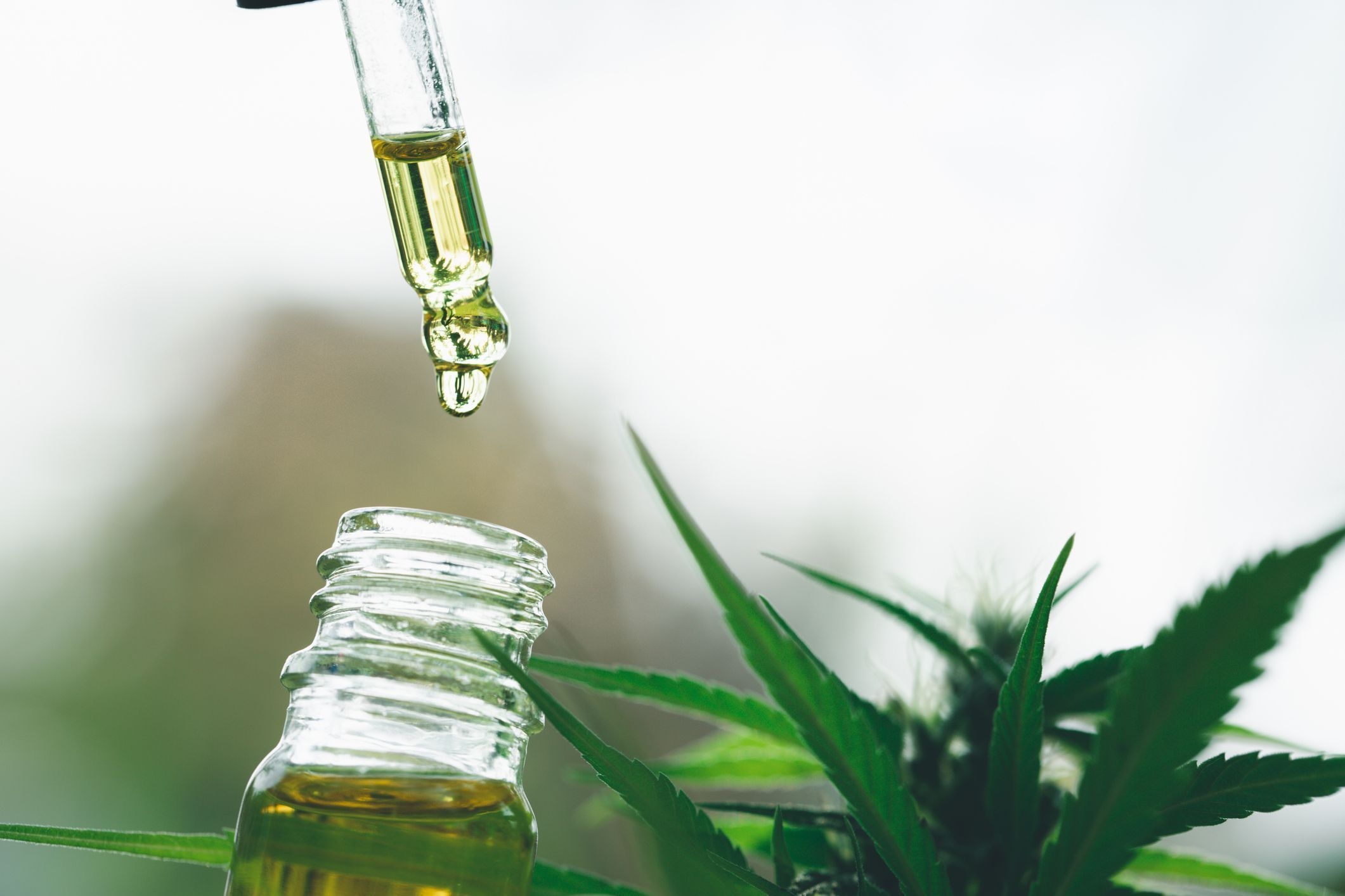 Embrapa: Cannabis-Regulierung könnte bis 2030 5,76 Milliarden R$ einbringen