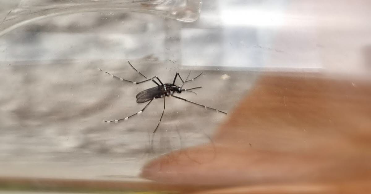 Saúde. Dois casos autóctones e 45 casos importados de chikungunya na região de Grand Est desde 1º de maio.