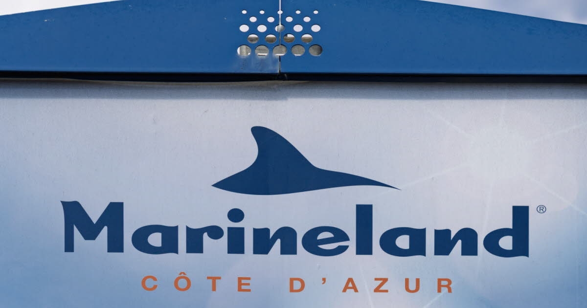 Alpes-Maritimes. Marineland : une vidéo suscite l'inquiétude et relance la polémique sur le sort des orques