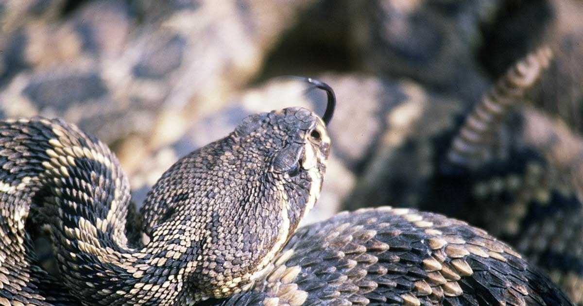 United States: 1-year-old girl between life and death after rattlesnake attack