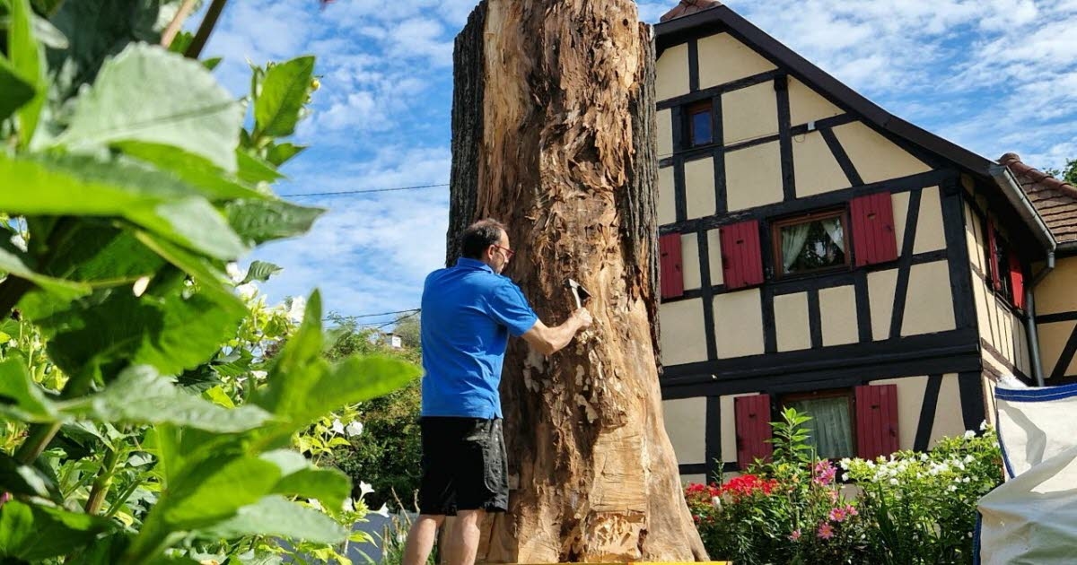 Ostwald. Pień starej lipy Liberty z 1848 roku wkrótce zostanie przekształcony w dzieło sztuki.