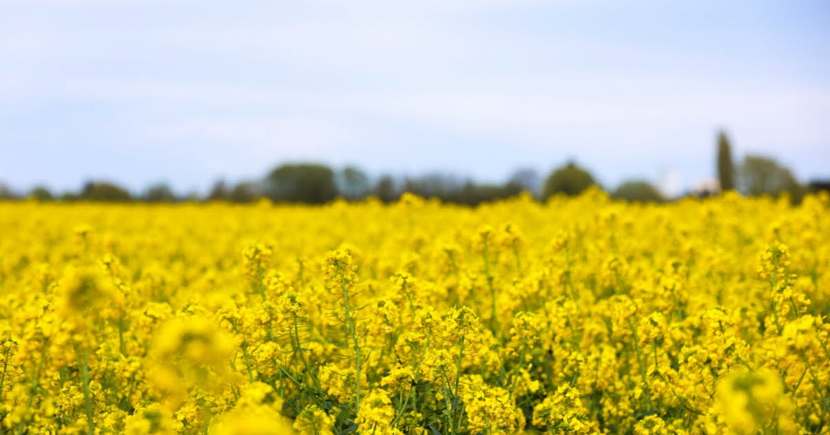 Agricultura. Producción vegetal, ganadería... ¿Cómo ha evolucionado el paisaje agrícola desde 1980?
