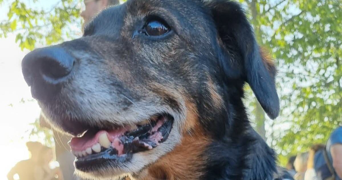 Festival delle Décibulles. L'Eco di Chena: Cane, Birra e Magliette
