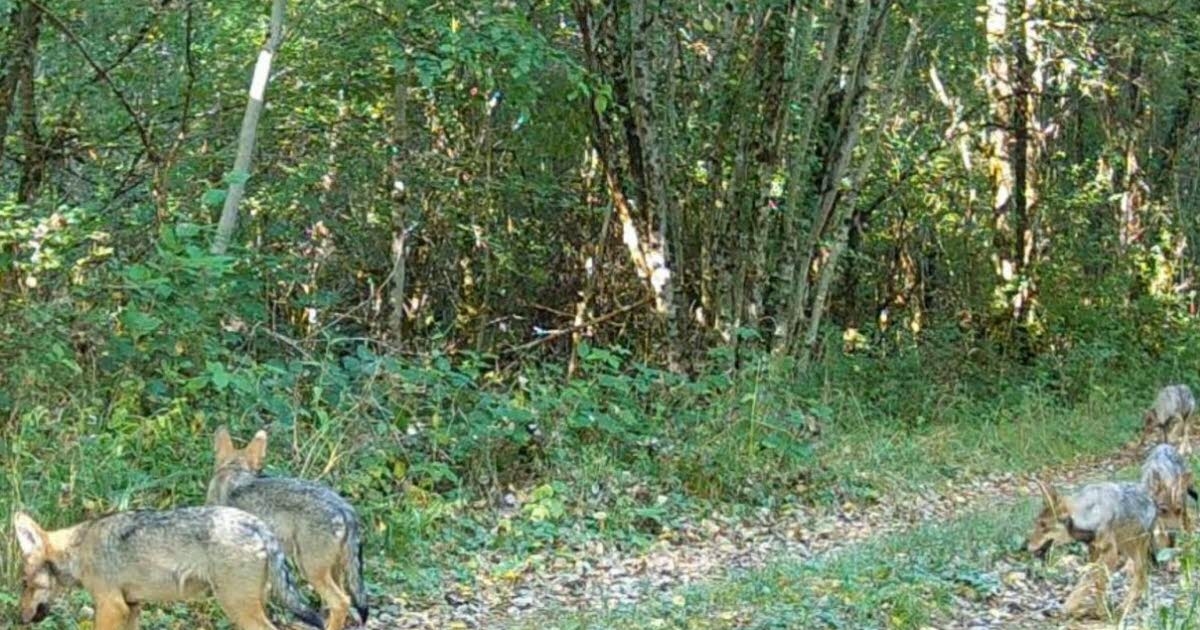 Grand Est. A presença de sete filhotes de lobo não muito longe da região ocidental dos Vosges está incendiando as redes.
