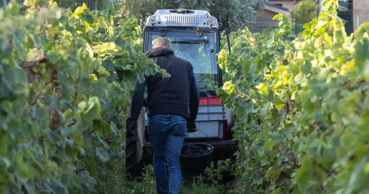 Sozial. Ausgebeutete Saisonarbeiter bei der Weinlese: Gerichtsurteile
