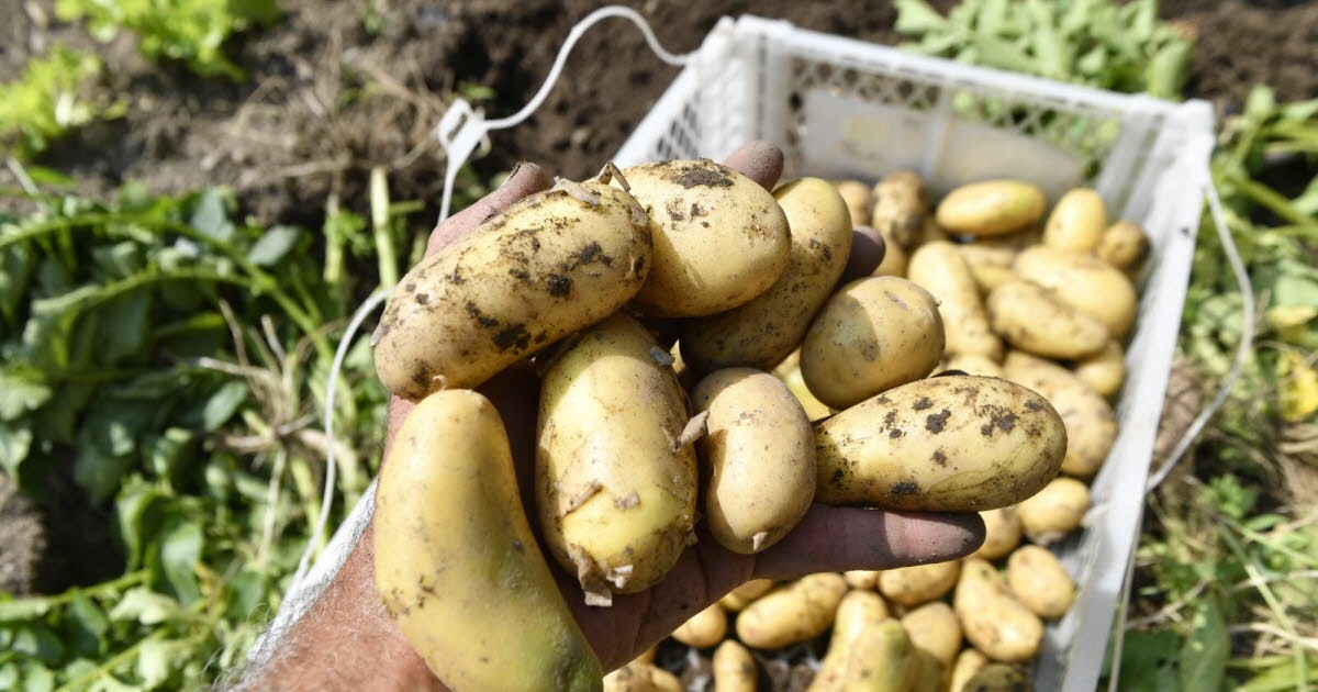 Agricultura. "Hay un exceso de oferta": la cosecha de papa sin precedentes presiona los precios a la baja.