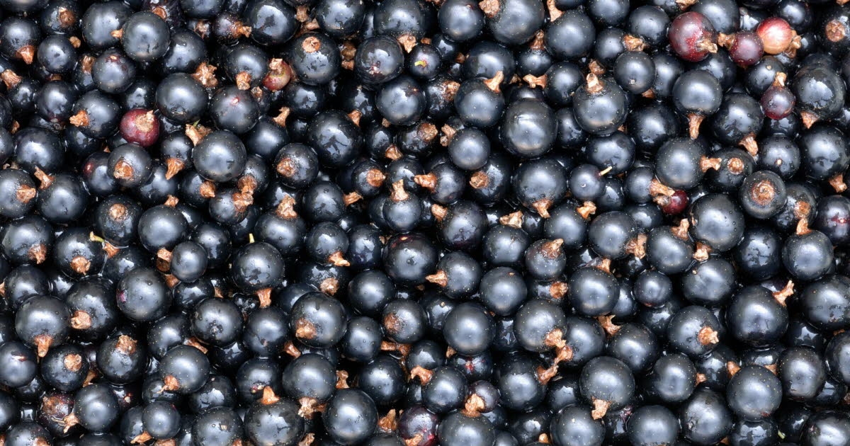 Sağlık. Yaz Bitmeden Keşfedilmesi Gereken 3 Gizli C Vitamini Kaynağı