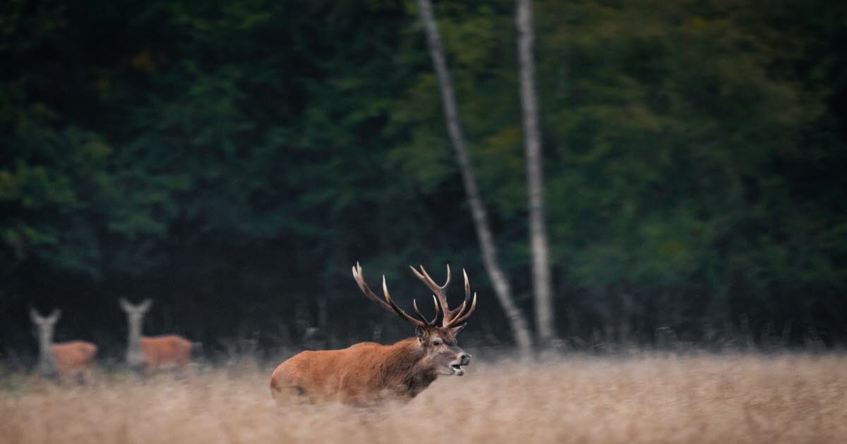 Television. Hours of nature and animal images: why is "slow TV" so exciting?