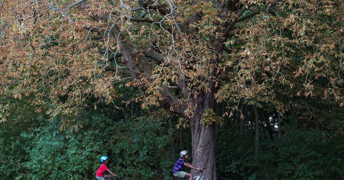 Medio ambiente. Hojas ya muertas: por qué este final de verano se siente como un otoño temprano.
