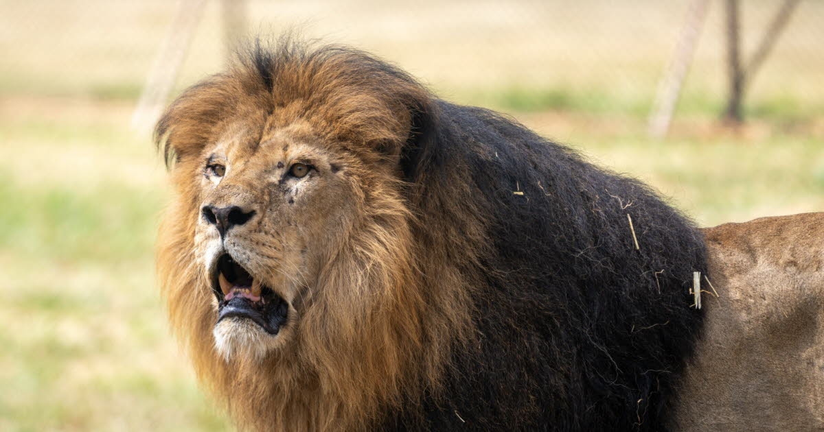 Tailandia: Zoológico bajo fuego tras el ataque fatal de Trump