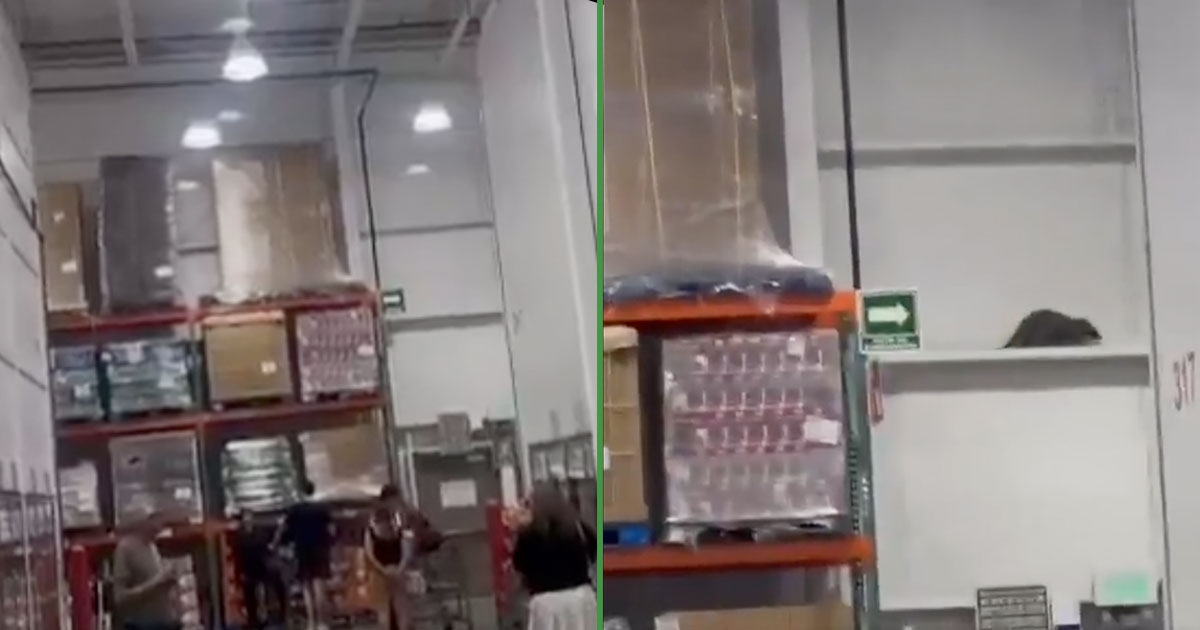 Rato gigante capturado no Costco, e agora... quem quer bolo?
