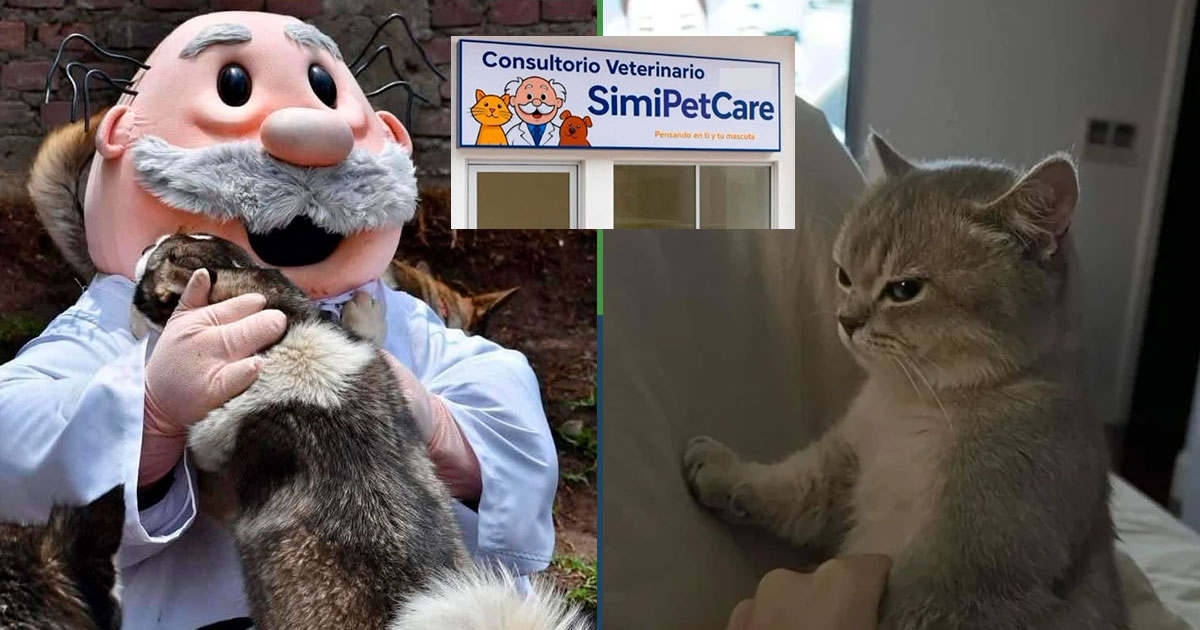 Simi Veterinarians will give away limited-edition stuffed animals to cats that don't scratch the vet.