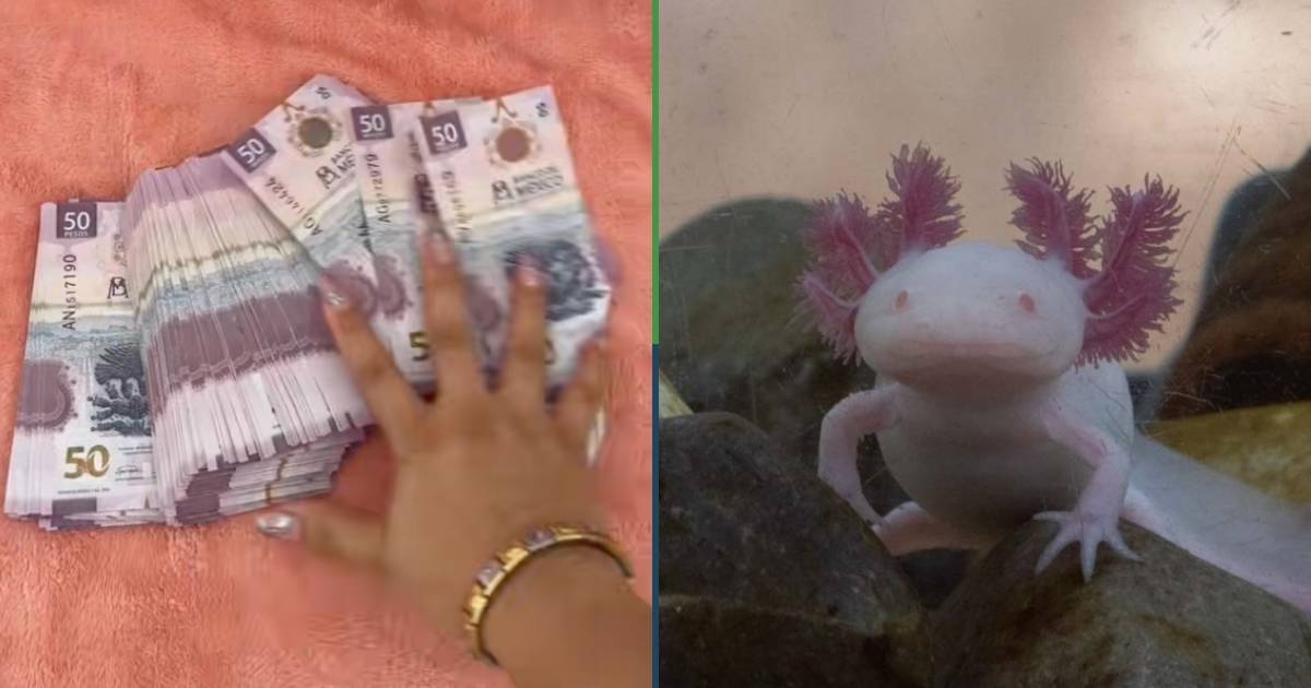No wonder: Mexicans have "saved" 12.5 million in axolotl bills