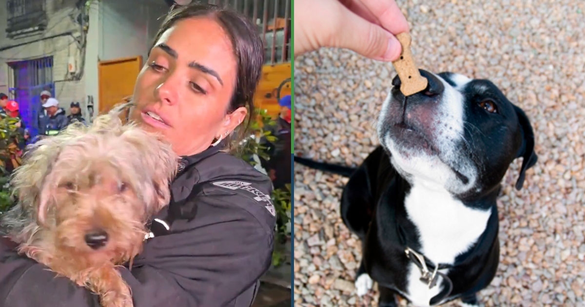 Perrito que fue “rescatado” por Alessandra Rojo dice que fue sobornado