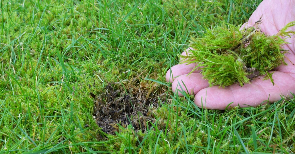Gardeners urged to water lawn with 1 common ingredient - ‘gets rid of moss’