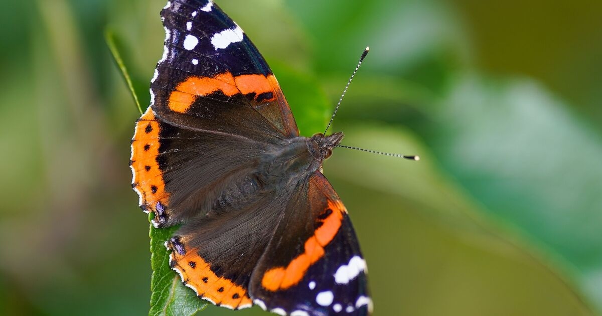 Gardeners urged to do 1 crucial thing in August to save beloved creatures