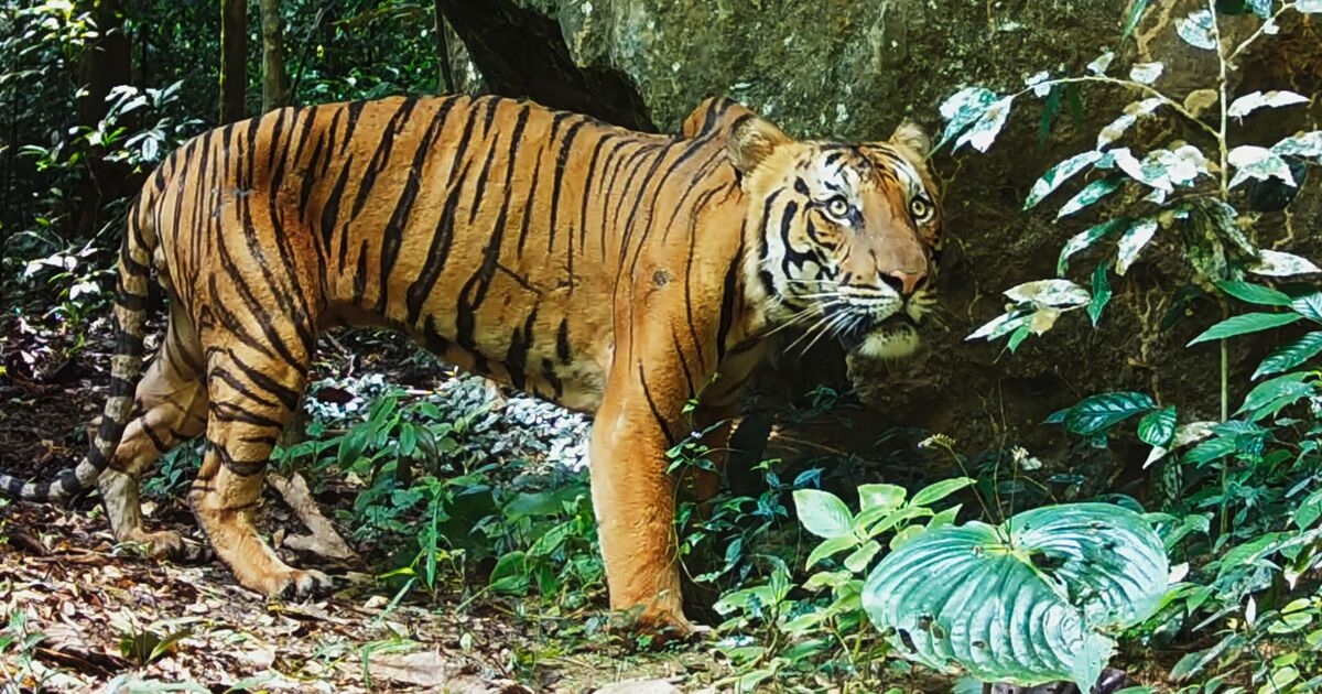 Royal Marine cried when he saw what trap had done to Malayan tiger