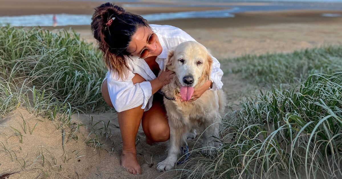 İngiltere'de sıcaklıklar artarken veterinerin köpek sahiplerine kritik tavsiyesi