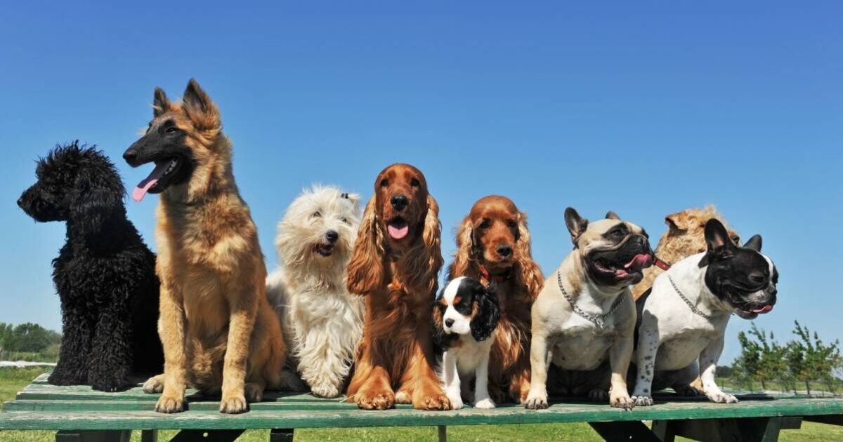 Popular dog breeds with the shortest lifespan — one dog won't make it to 10 years