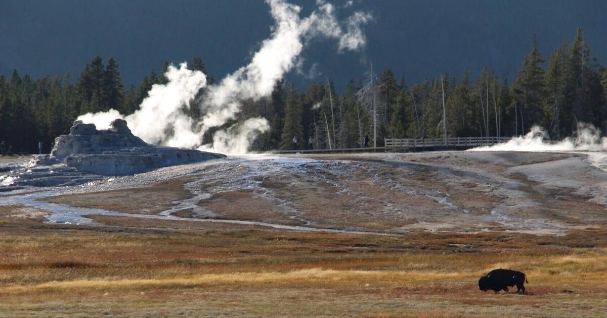 Panika związana z wybuchem superwulkanu rozprzestrzenia się, gdy zauważono zwierzęta uciekające z Yellowstone w dużych stadach