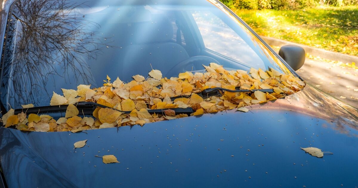 Drivers face £1,000 fines due to leaves on windscreen