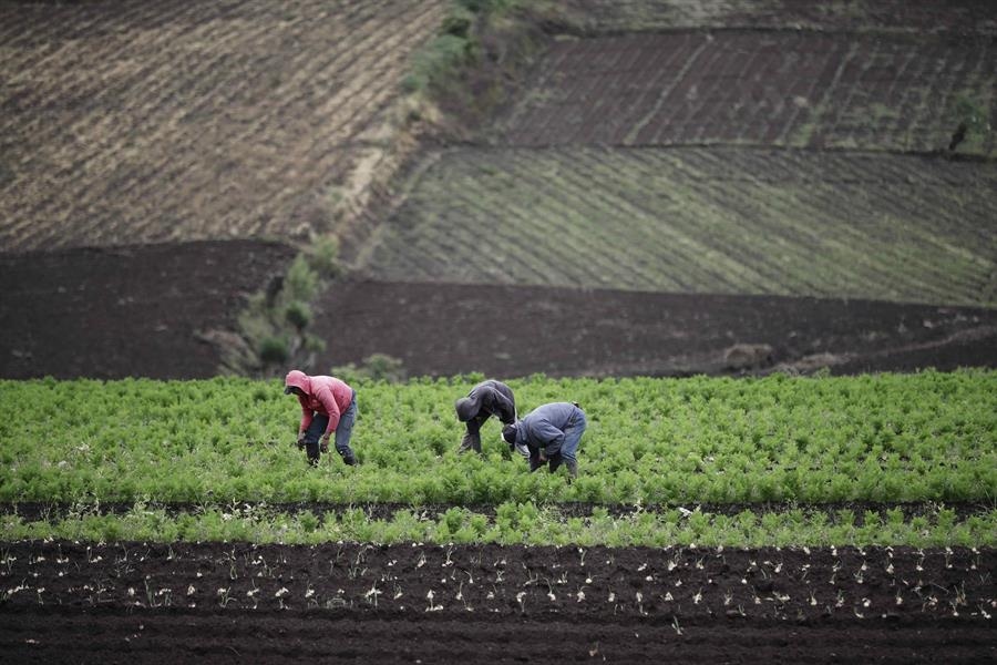 Cuando los campos se vacían: despoblamiento rural en América Latina. Natalia Slachevsky Aguilera, investigadora principal Rimisp