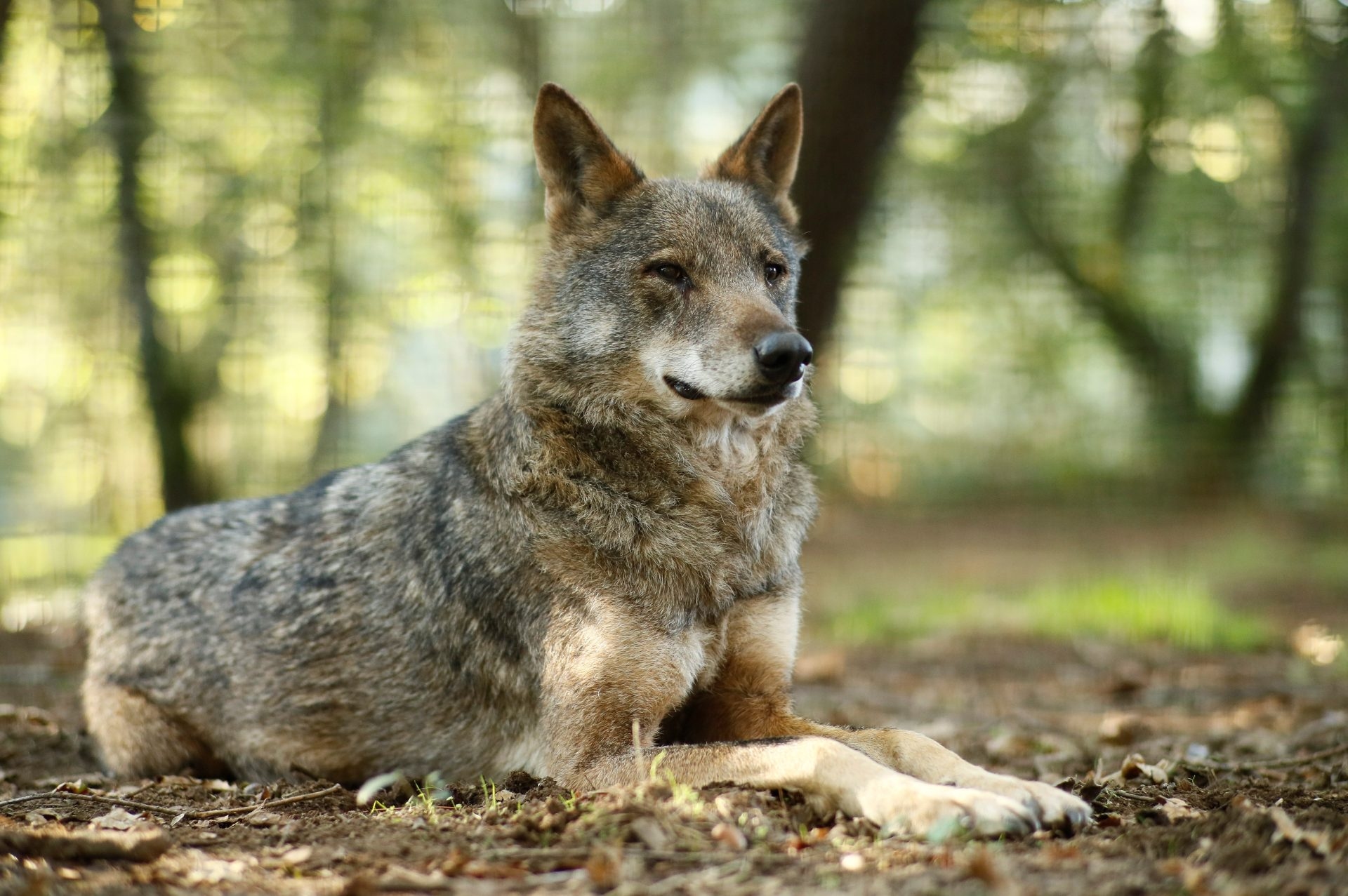 La Rioja verabschiedet sein neues Biodiversitätsgesetz, das die Aufnahme des Wolfes in die Liste der Wildtierarten ermöglicht.