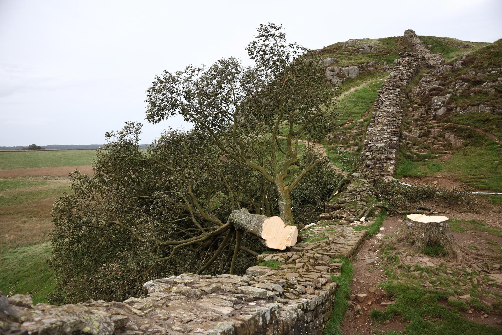 The men who cut down the "Robin Hood tree" were sentenced to four years in prison.