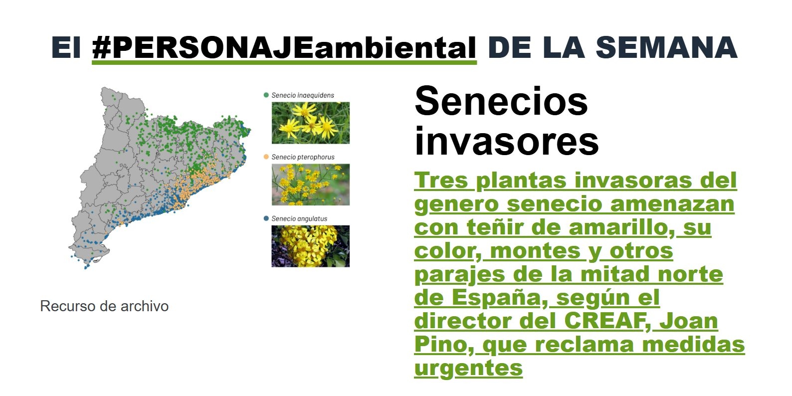 Three species of the genus Senecio, the #EnvironmentalCharacter of the Week on Sustainable Planet
