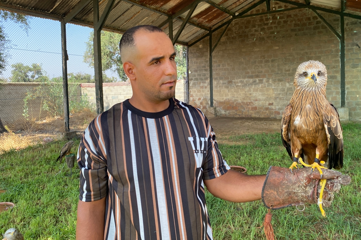 Rescue on the Fly, the Moroccan center that returns birds of prey to freedom