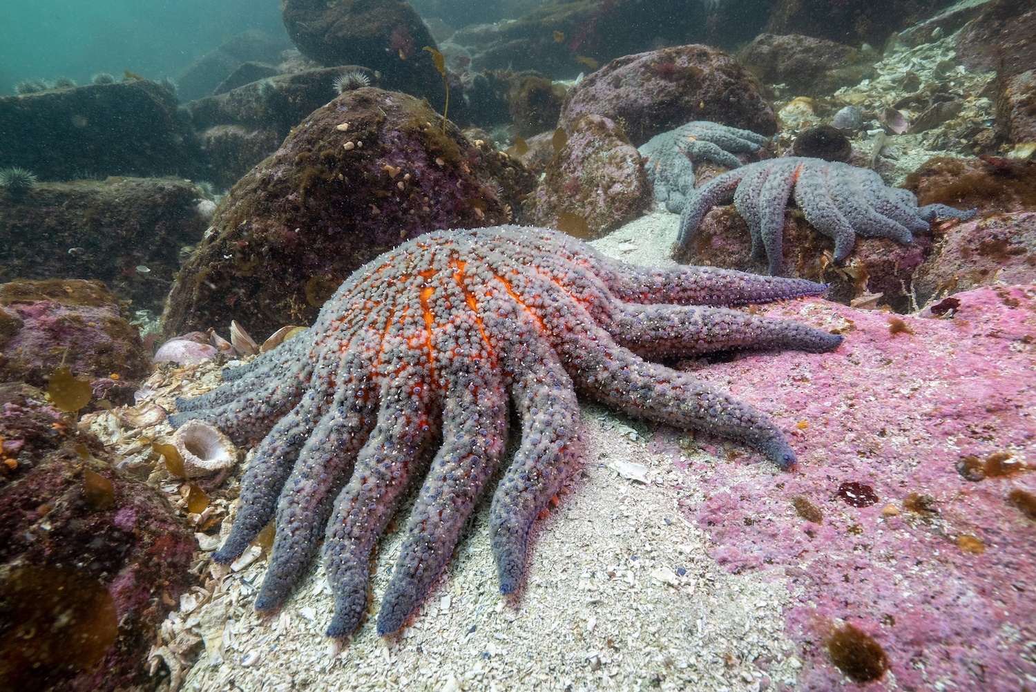 Bacteria responsible for decimating starfish in North America identified