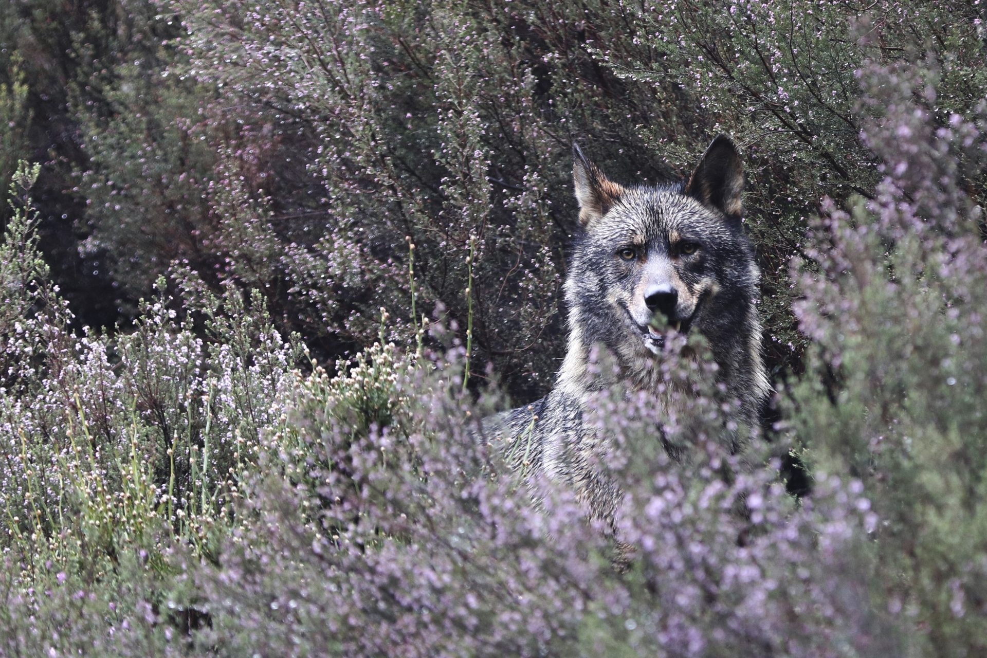 Le WWF appelle à un hurlement massif à Madrid pour le loup ibérique chassé