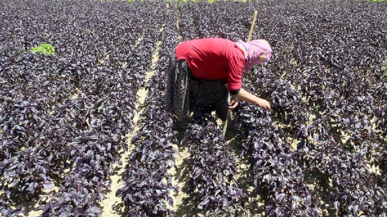 Un favorito de los japoneses: ¡Se vende a 1500 liras el kilo! ¡Se utiliza para preparar té, mermelada, refresco y jabón!