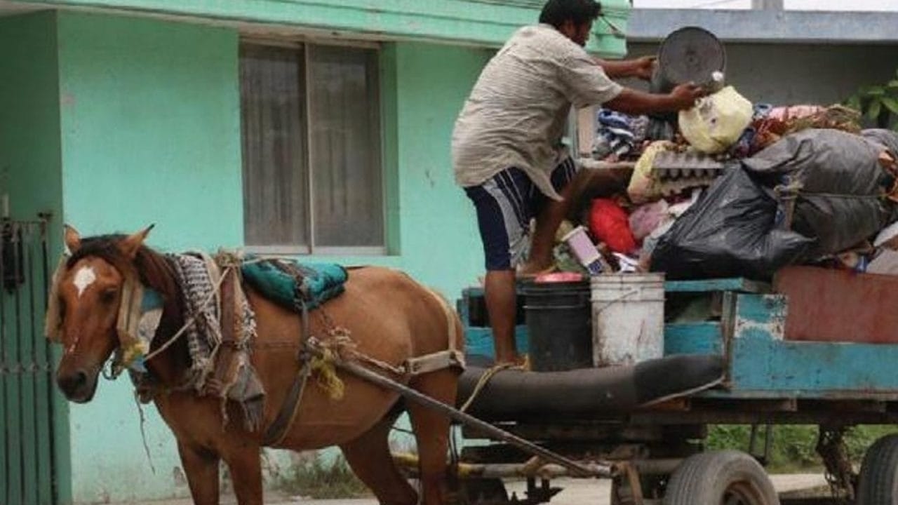 Cart drivers: The controversy in New Mexico pitting animal rights activists against workers
