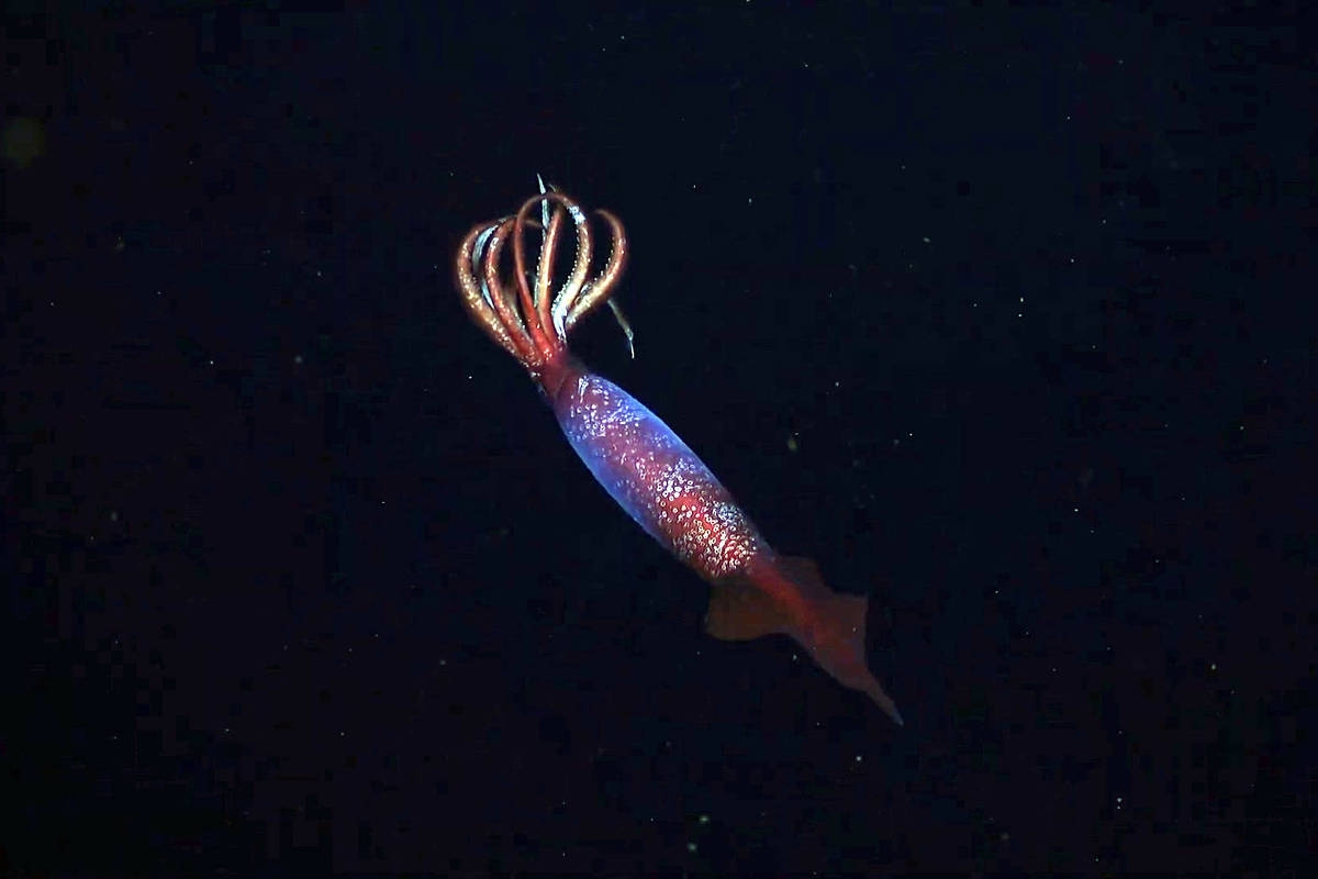 Rare squid seen alive for the first time in the depths of the ocean; see