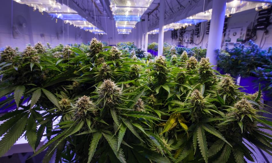 Marihuana liegt an der Spitze. Es ist nach Alkohol, Koffein und Nikotin die am häufigsten konsumierte Substanz.