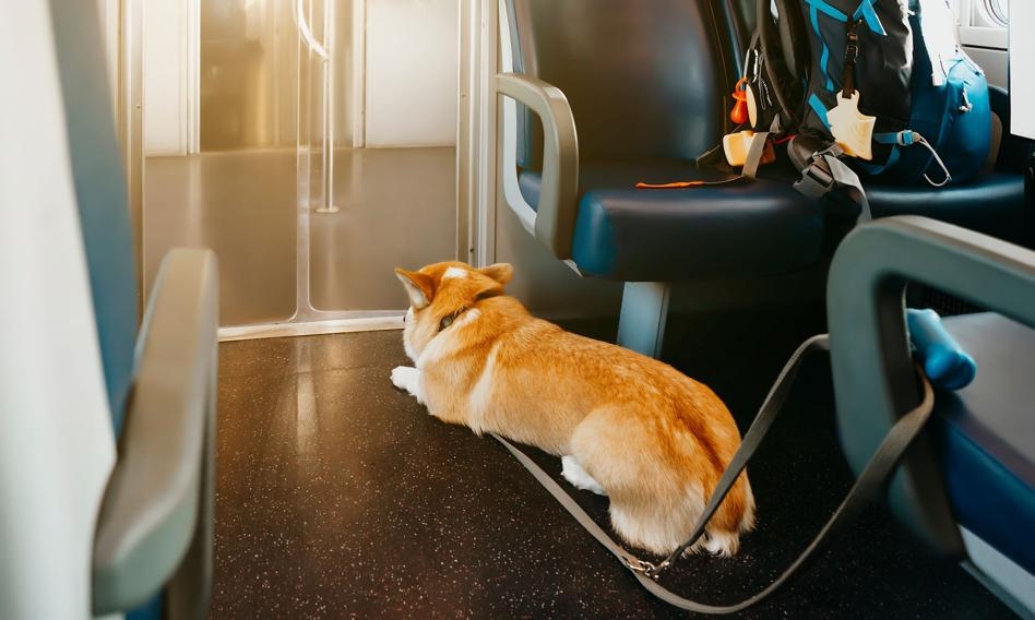 "Köpek ve kedilere izin verilmiyor." Evcil hayvanla tatil yapmak gerçek bir meydan okumadır.