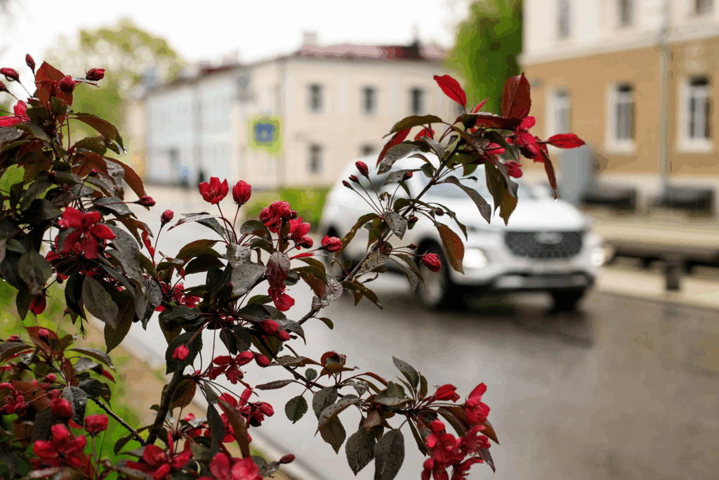 A previsão do tempo para a próxima semana em Veliky Novgorod agradará os amantes da chuva