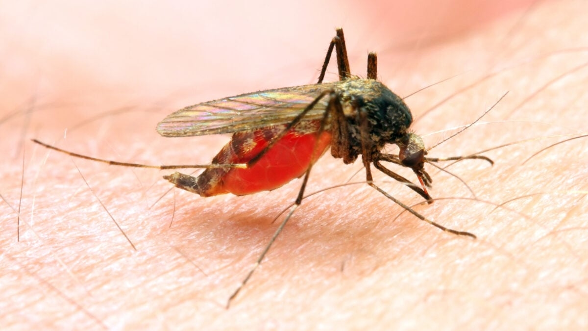 Possibile caso di malaria locale trovato nel New Jersey. Ecco cosa sapere