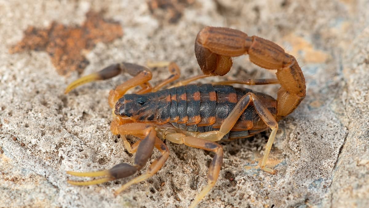 The Story Of CO2 Is The Story Of Everything by Peter Brannen: When scorpions were the size of dogs