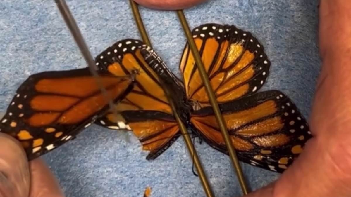 Increíble momento en que un rescatista de animales de Long Island realiza un trasplante de ala a una mariposa herida