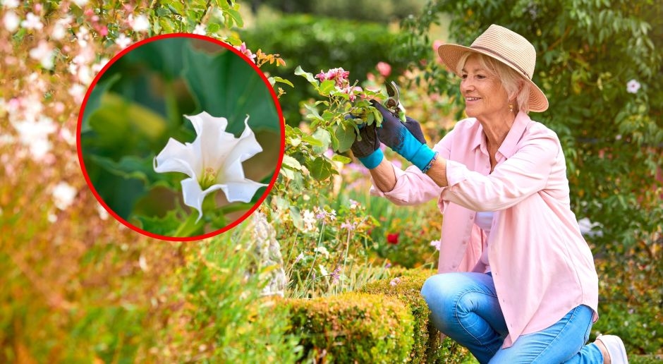 Una planta altamente venenosa. Causa alucinaciones y alteración de la consciencia. Se la suele plantar en jardines y balcones.