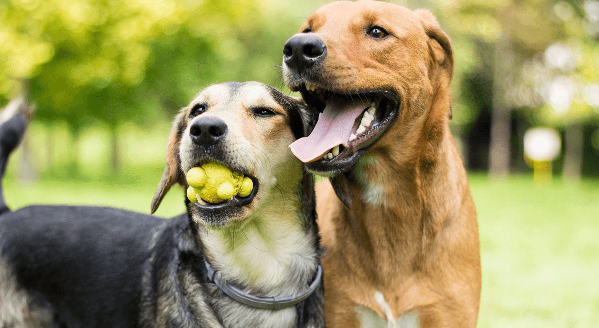 Hunde können Parkinson erkennen, zeigt eine Studie