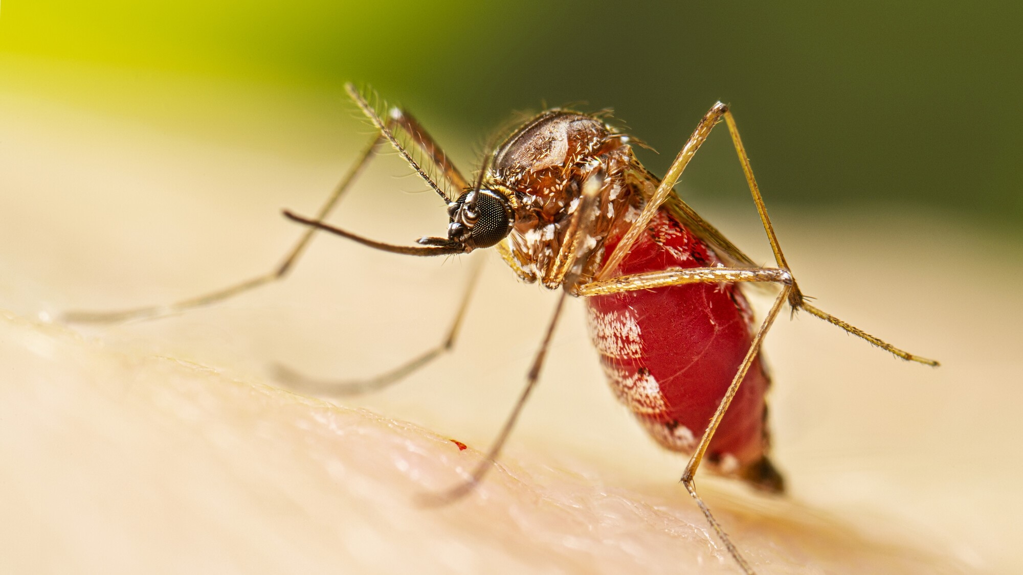 A Chikungunya está ganhando força devido ao aquecimento global.