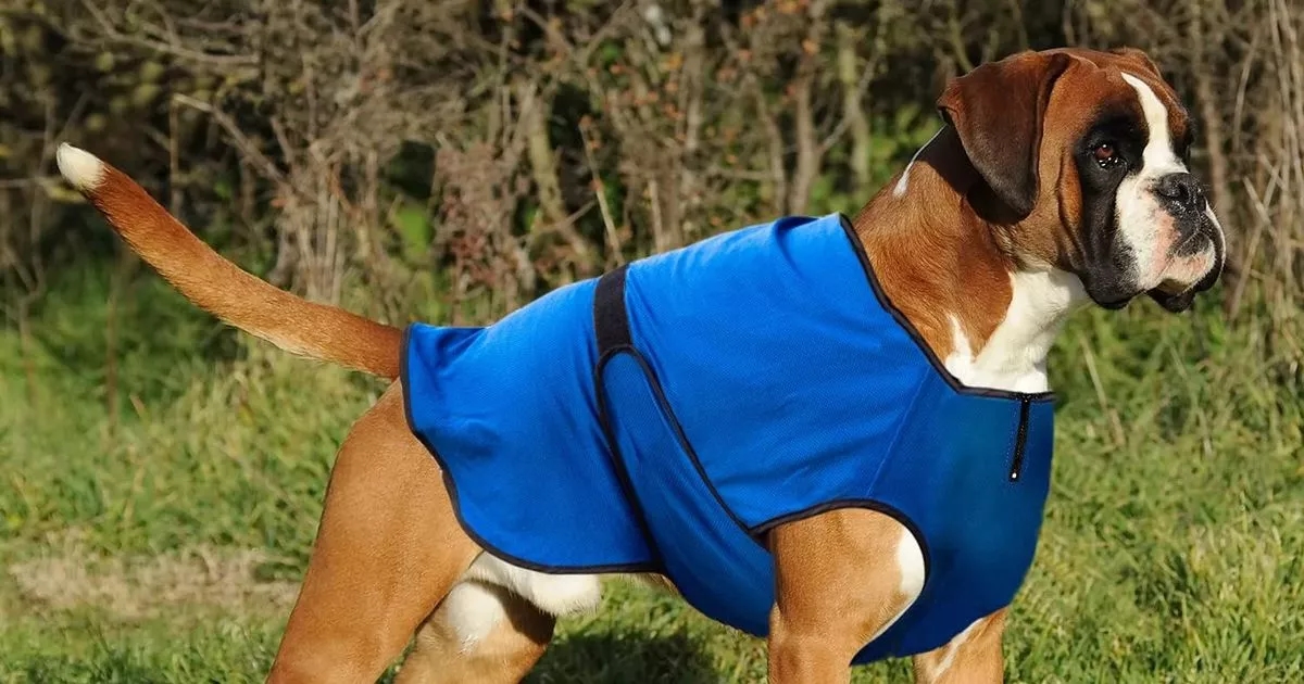 Amazon’s ‘brilliant’ cooling dog coat keeps your pup safe and comfortable during the heatwave