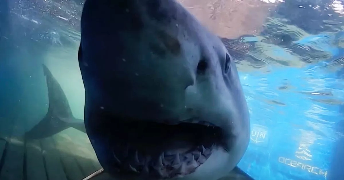 Great white shark sightings spike as 11 seen this month off coast – including biggest ever