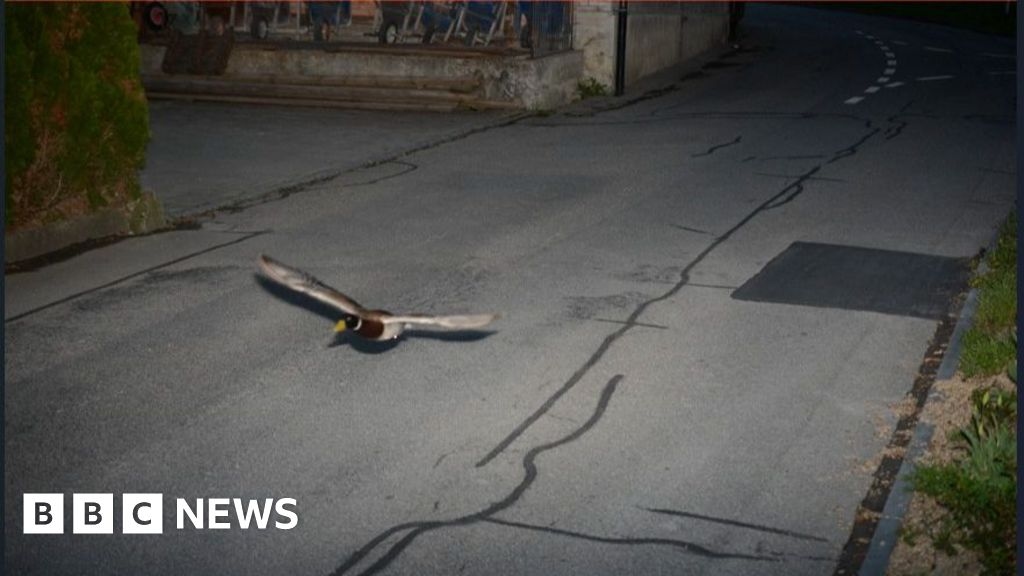 Caso smentito: l'anatra in volo ripresa dall'autovelox svizzero è un recidivo