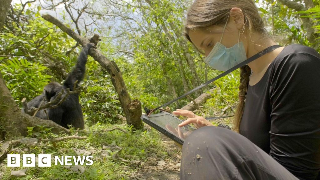 Scimpanzé selvatici ripresi mentre usano il "pronto soccorso" nella foresta