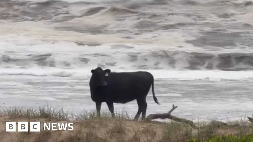 Il bestiame è stato trascinato sulle spiagge dalle inondazioni diffuse in Australia