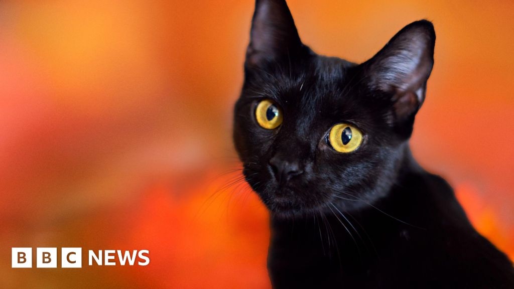 Spanish town bans black cat adoptions during Halloween